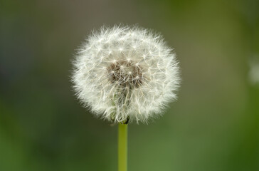 Fototapeta premium Dandelion close-up macro