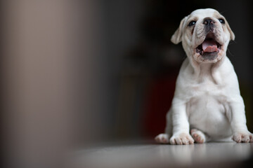 english bulldog puppy