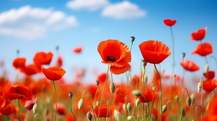 Obraz premium Beautiful closeup of poppies poppy Papaver rhoeas flowers in nature. Natural spring summer landscape with red poppies