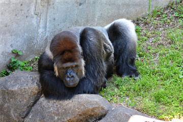 動物園のゴリラ