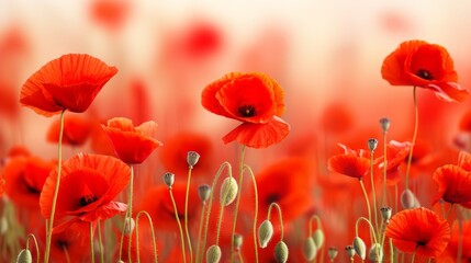 Fototapeta premium Beautiful closeup of poppies poppy Papaver rhoeas flowers in nature. Natural spring summer landscape with red poppies