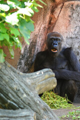 動物園のゴリラ