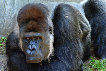 動物園のゴリラ