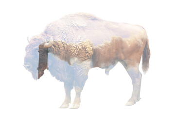 Double exposure of industrial chimney with smoke and bison. Environmental pollution