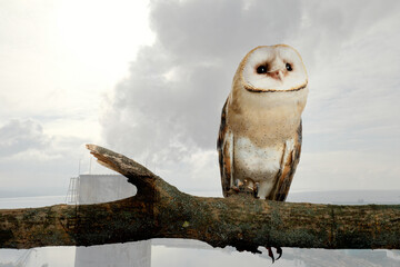 Double exposure of industrial chimney with smoke and owl. Environmental pollution