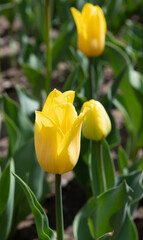 red tulips in the garden
