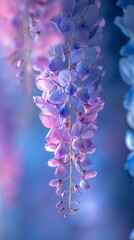 Extreme close up of Wisteria's slow bloom, its cascading clusters unfurling like delicate whispers.