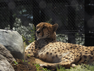 動物園のチーター