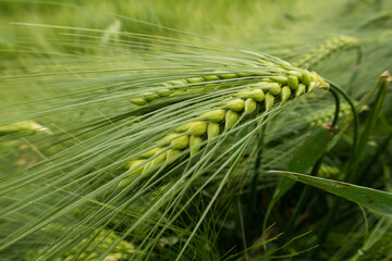 Triticum Wheat flower petals color white red yellow blue small plant vision view detail close up