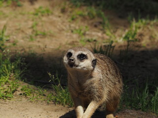 動物園のミーアキャット