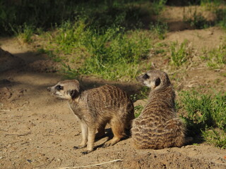 動物園のミーアキャット