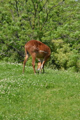 動物園のシタツンガ