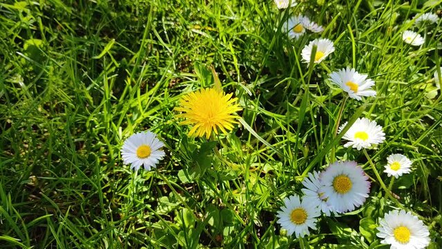 sch&ouml;ne gr&uuml;ne Wiese mit vielen G&auml;nsebl&uuml;mchen im Gras, gelbe L&ouml;wenzahnbl&uuml;te, Nahaufnahme
