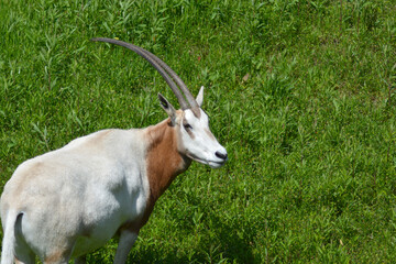 動物園のオリックス