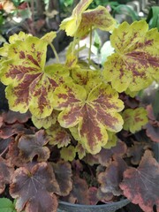 Heuchera with yellow-orange spotted leaves in the garden in spring, a vibrant perennial in the garden.