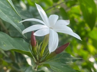 Obraz premium white,lotus,flower,jusmine,nature,scene,
