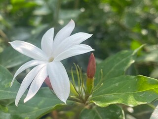 white,flowers,flower,plant,nature,bud