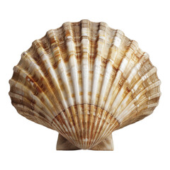 Ocean Scallop shell Isolated on transparent background.