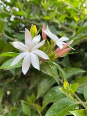 white,flowers,flower,plant,nature,bud