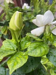 white,flowers,flower,plant,nature,bud