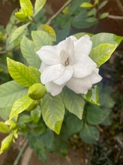 Naklejka premium white,flowers,flower,plant,nature,bud