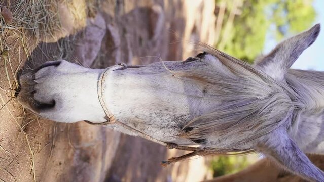 Close-up White horse in paddock, eating hay, pasture in forest mountain rock, rancho outside. Farm animal mare. Vertical