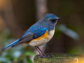 木陰の杭の上に留まっているルリビタキの雄
