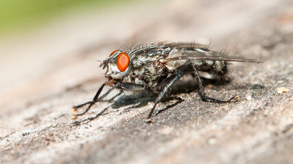 fly on leaf