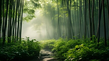 A path through bamboo forest