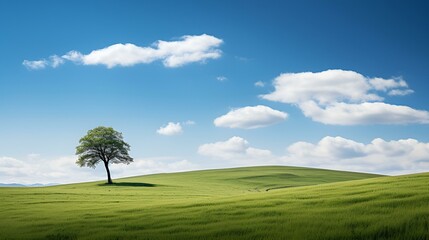 Spring field wit lonely tree on background