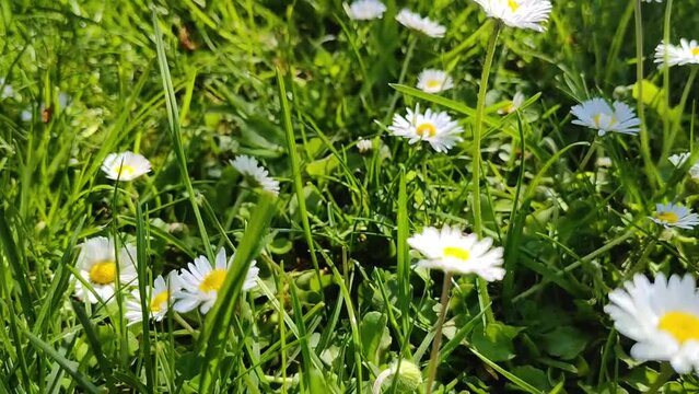 sch&ouml;ne gr&uuml;ne Wiese mit vielen G&auml;nsebl&uuml;mchen im Gras, gelbe L&ouml;wenzahnbl&uuml;te, Nahaufnahme

