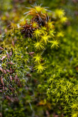 Macro Photography of Moss