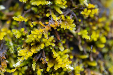 Macro Photography of Moss