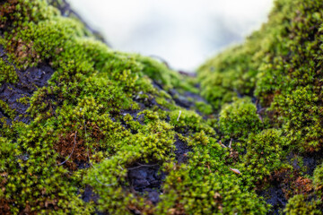 Macro Photography of Moss