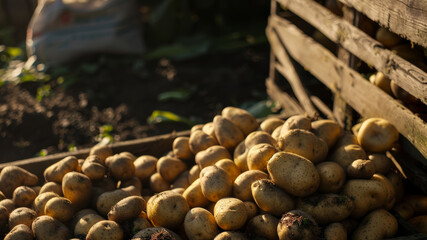 Freshly harvested potatoes sprawl beside a rustic wooden crate in soft sunlight.