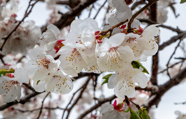Pink apricot blossoms in the farming village of Turtuk in northern India near the borders with Pakistan and Tibet