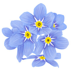 illustration of forget-me-not flowers on a white background