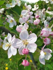 Branch of a blooming apple tree, white and pink flowers opened in the spring in the garden.