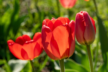 flower bed with flowering tulips flowers for the garden. horticulture and floriculture