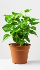 Fototapeta premium Potted plant isolated on white background