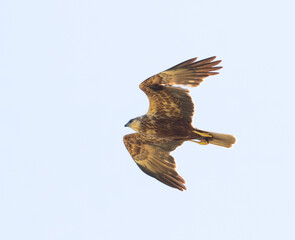 Western marsh harrier, Circus aeruginosus. A bird flying on a light background