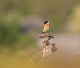 European stonechat, Saxicola rubicola. A bird sits on a dry burdock