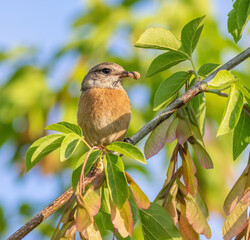 European stonechat, Saxicola rubicola. The female sits on a branch and holds a prey in her beak