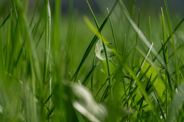 Close up green grass on the garden in the morning and blur background