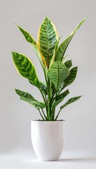 Potted plant isolated on white background