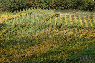 Weinberg an der Mosel