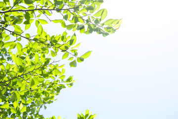 foliage of trees and sky, sunny day