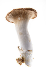 Fototapeta premium 흰색 배경에 새송이 버섯