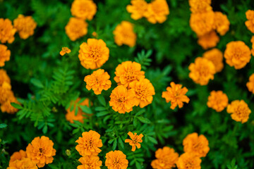 A bunch of orange flowers are in a green field. The flowers are in full bloom and are scattered throughout the field