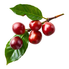 Fresh coffee fruits on stalk with leaves isolated on transparent background for vibrant natural designs